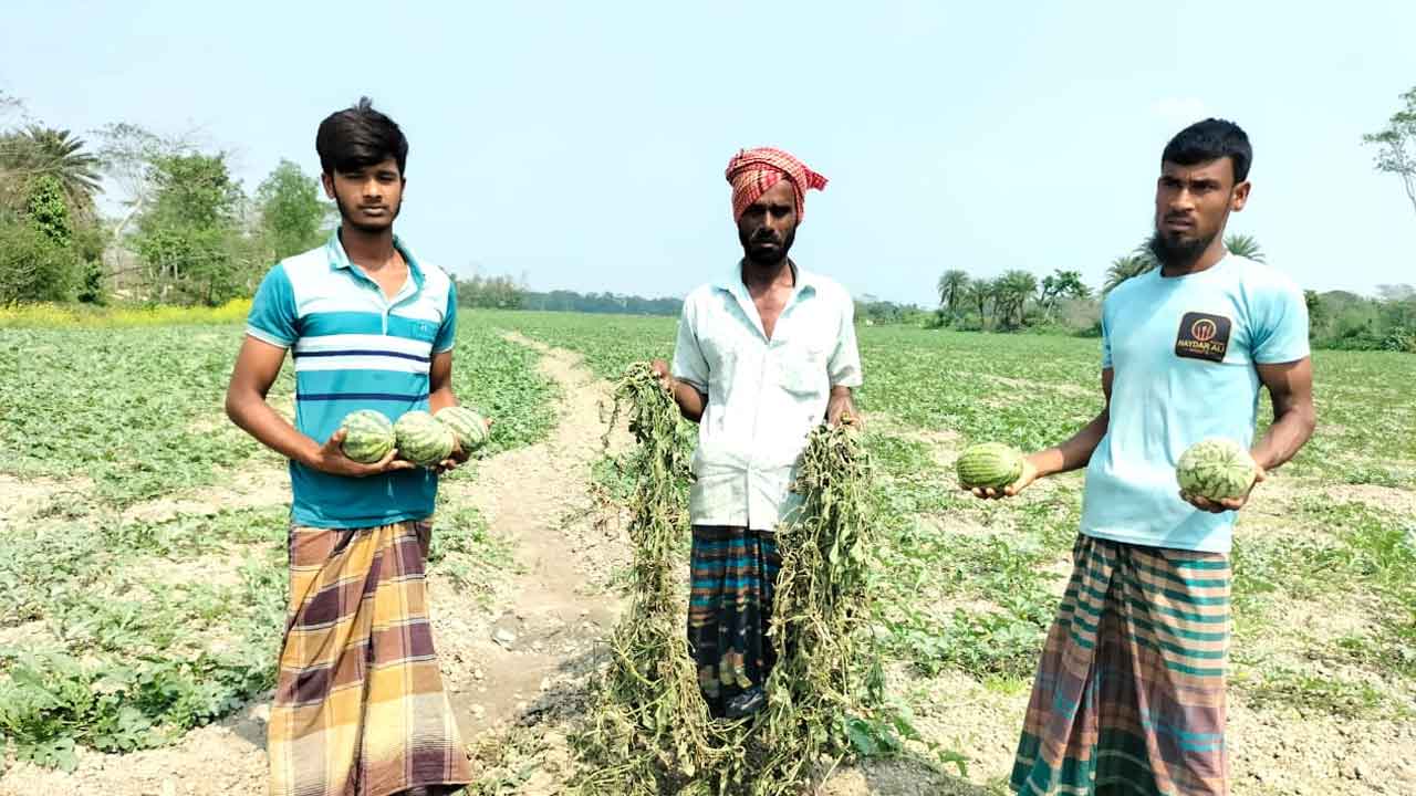 জমি নিয়ে বিরোধে ফলসহ ৪ শতাধিক তরমুজ গাছ উপড়ে ফেলা হয়েছে