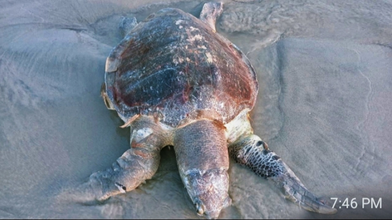 দেশ টিভি