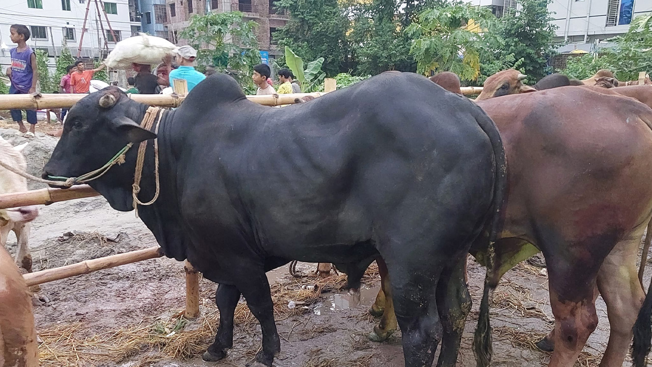 ছবি: সংগৃহীত