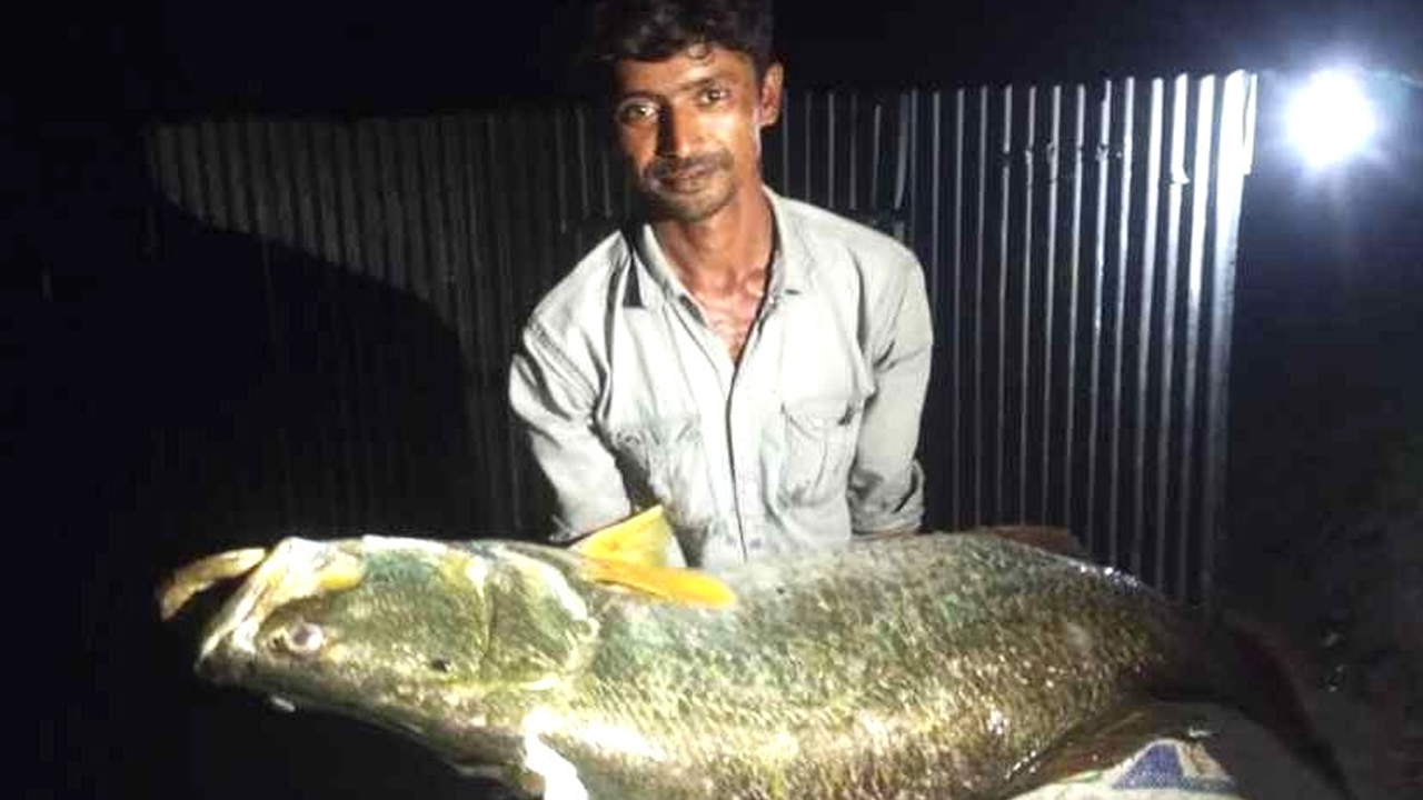 এক কোরাল বিক্রি হলো ২৬ হাজার ৫০০ টাকায়