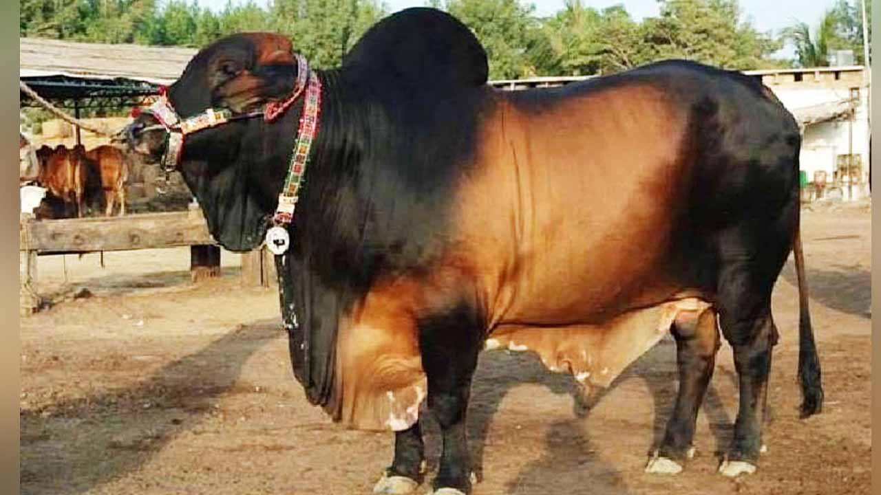 সবচেয়ে বেশি পশু কোরবানি হয়েছে রাজশাহী বিভাগে, সবচেয়ে কম সিলেটে