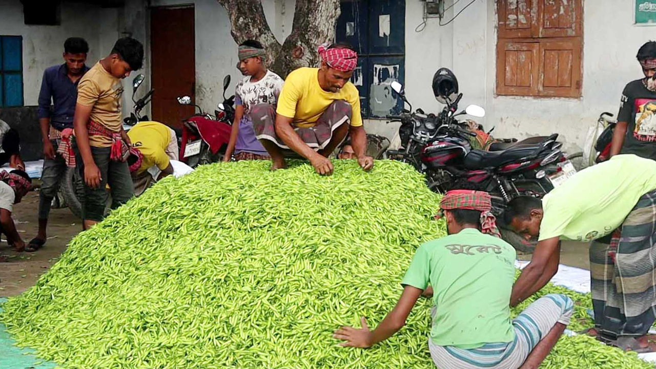 অসহনীয় কাঁচা মরিচের বাজার, কেজি ২৪০ টাকা