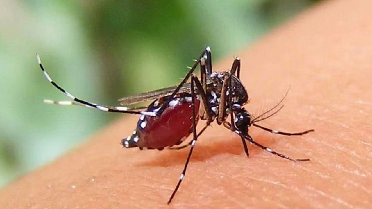 ফাইল ছবি