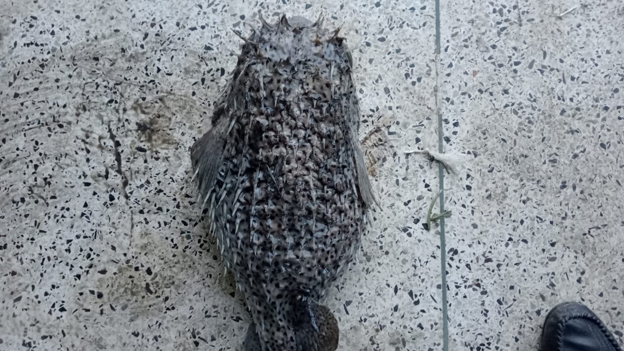 ছবি: দেশ টিভি