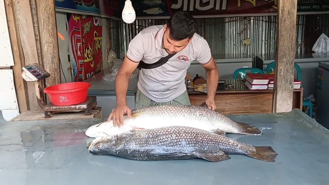 পটুয়াখালীতে জেলের জালে ধরা পড়লো ৪৪ কেজির দুই কোরাল, বিক্রি ৬৬ হাজারে
