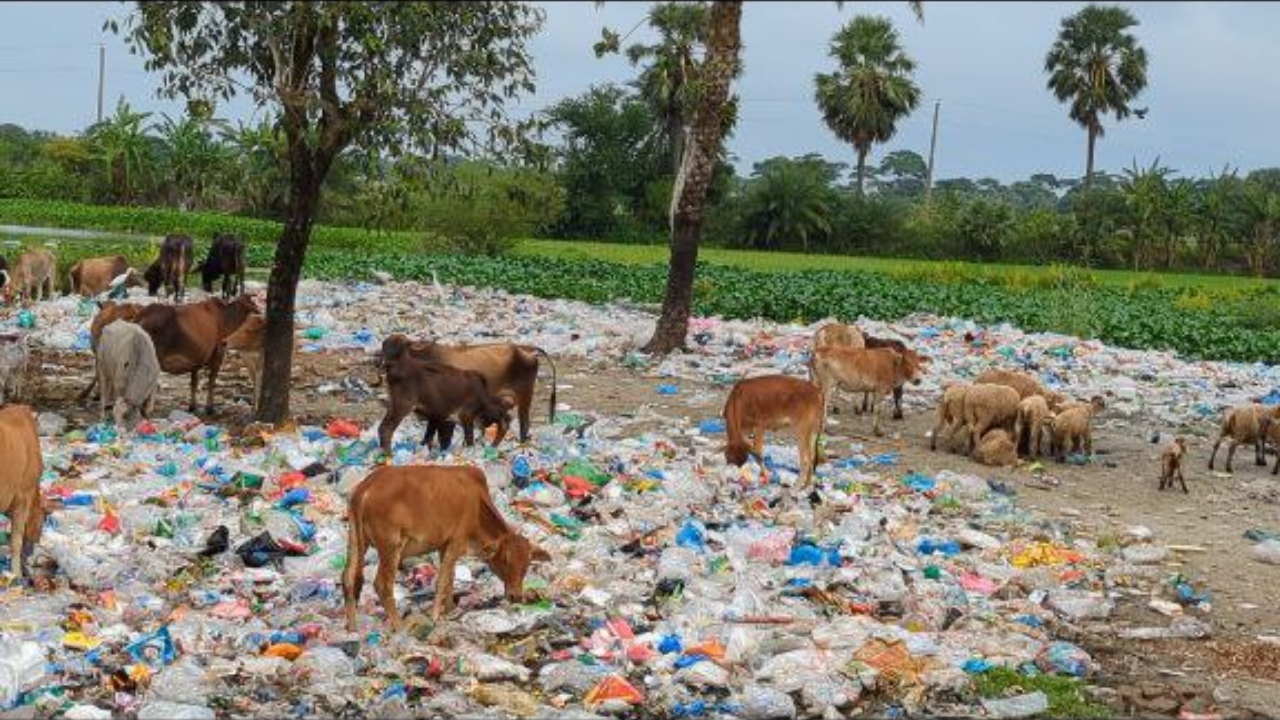 কুয়াকাটায় আধুনিক বর্জ্য ব্যবস্থাপনা নেই, হুমকিতে পরিবেশ ও জনস্বাস্থ্য