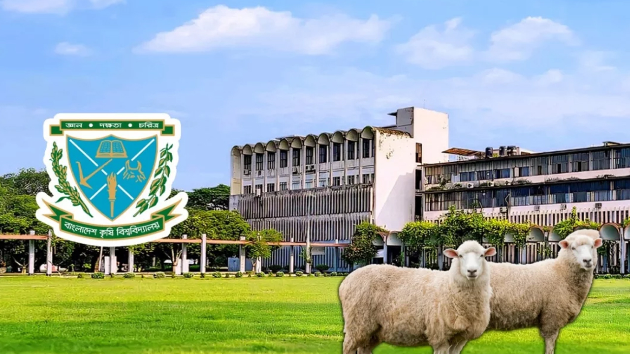 বাকৃবিতে গবেষণা প্রকল্পের উন্নত জাতের ১৪টি ভেড়া চুরি