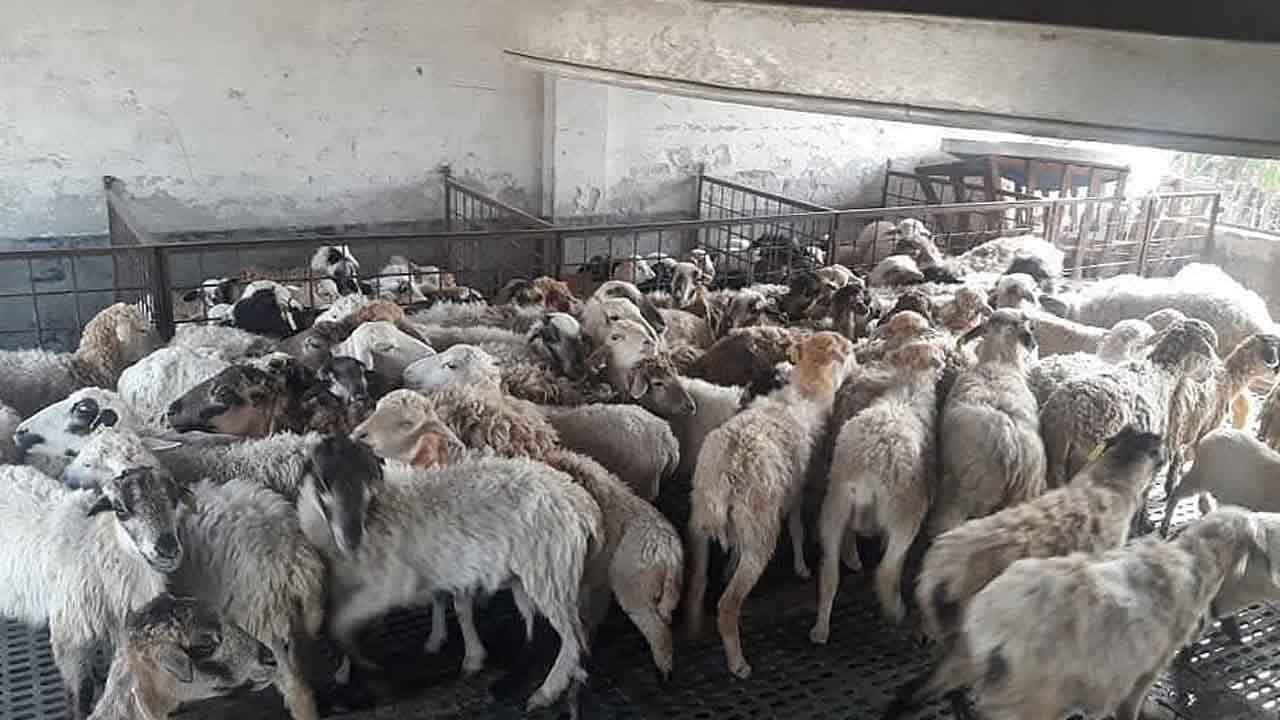 বাকৃবিতে ভেড়া চুরির ঘটনায় বন্ধ গবেষণা