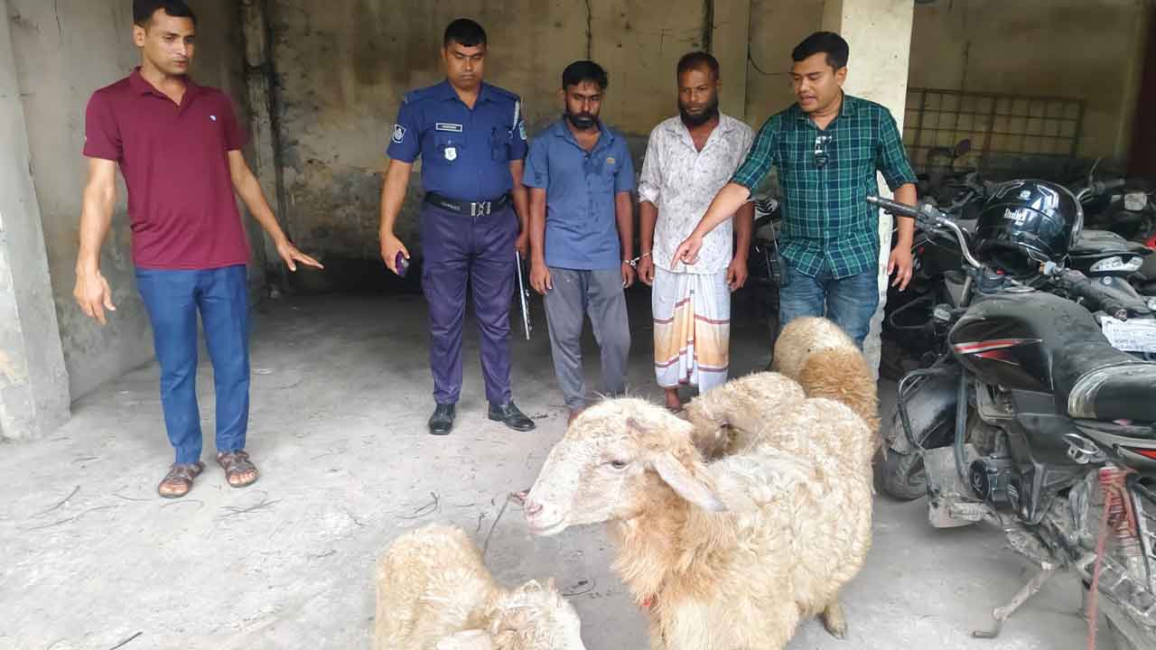 বাকৃবির গবেষণার কাজে ব্যবহৃত চুরি হওয়া ৪ ভেড়া উদ্ধার, গ্রেপ্তার ২&nbsp;