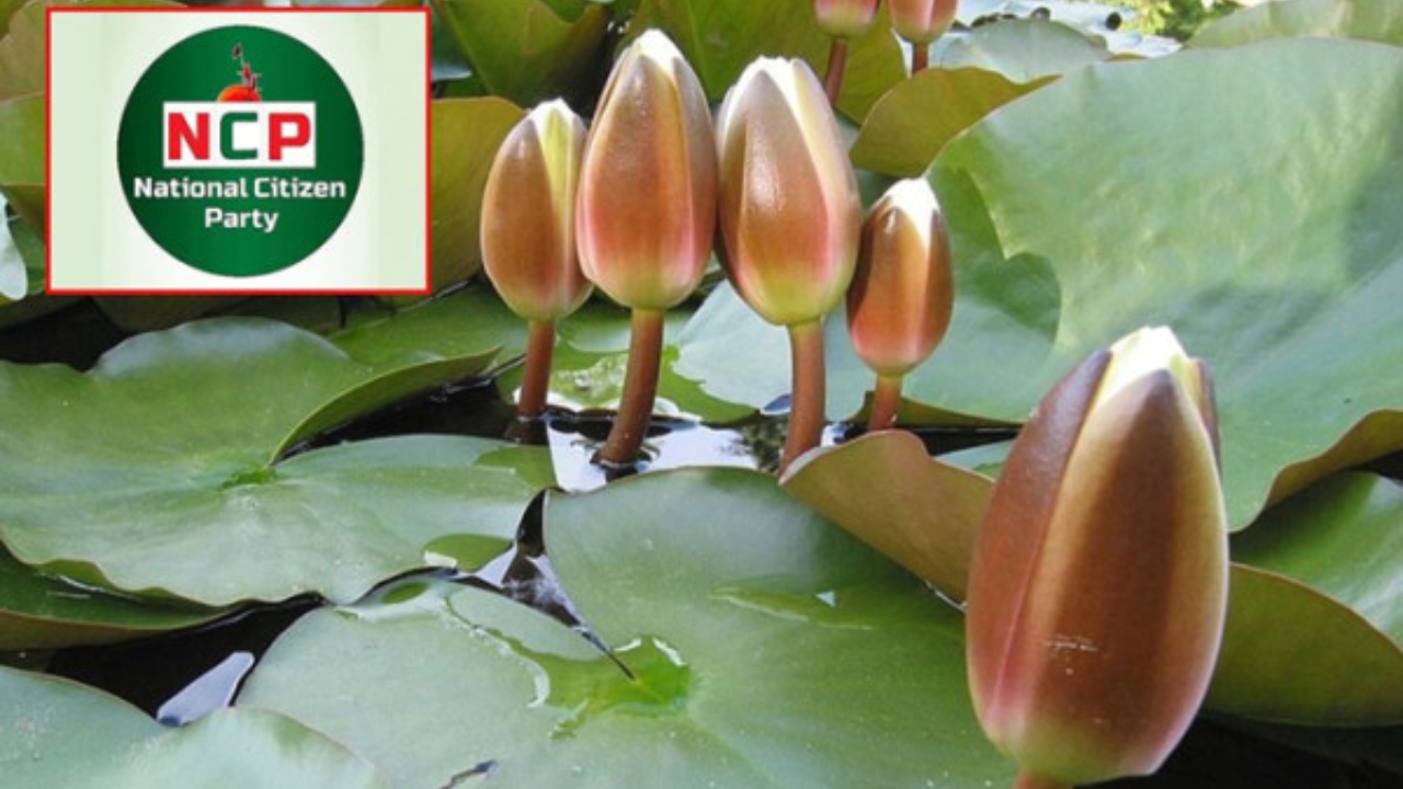 এনসিপিকে &lsquo;শাপলা কলি&rsquo; প্রতীক বরাদ্দ দিয়েছে ইসি