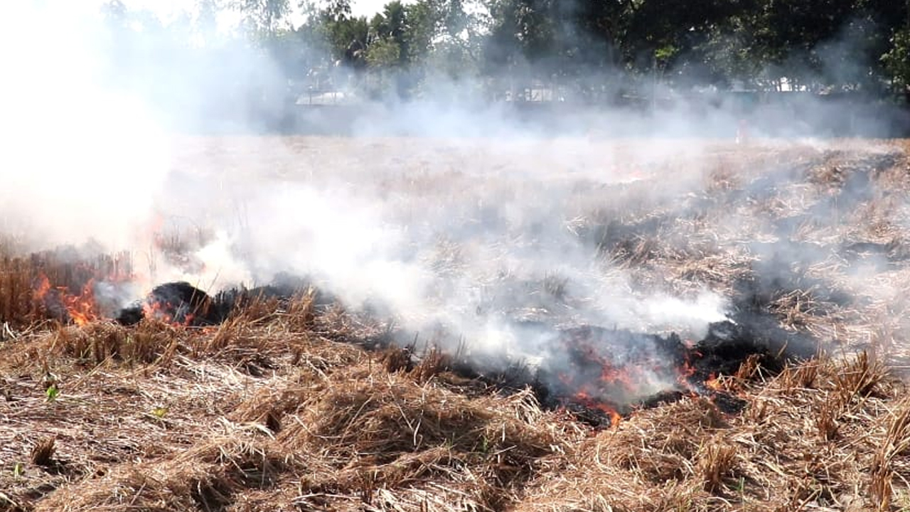 ভাগবাটোয়ারা না হওয়ায় বিএডিসির খড় পুড়িয়ে ছাই