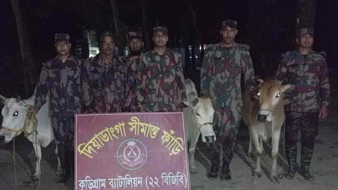 সীমান্তে বিজিবির অভিযান, ভারতীয় গরু-মদ জব্দ