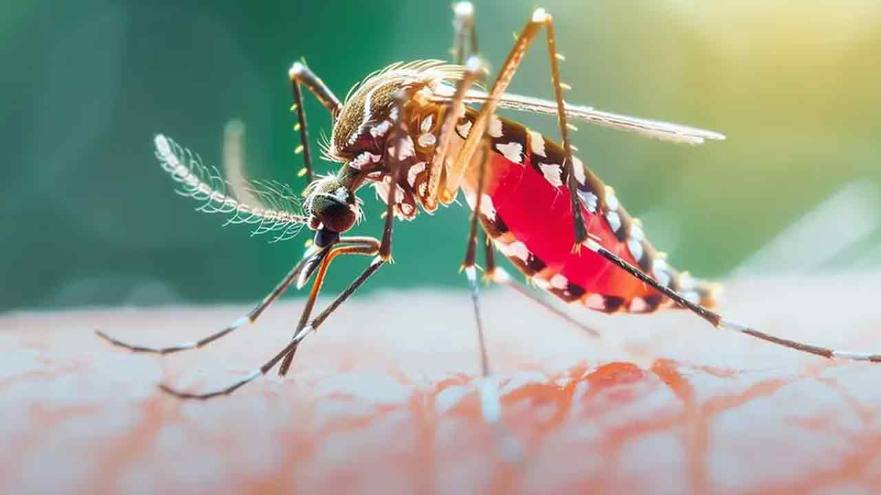 ডেঙ্গু আক্রান্ত হয়ে হাসপাতালে ভর্তি আরও ৫৭২ জন