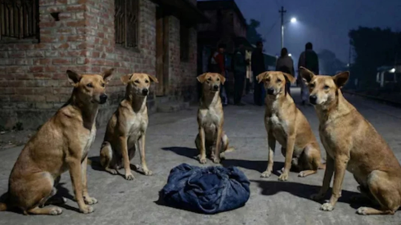 সংগৃহীত ছবি