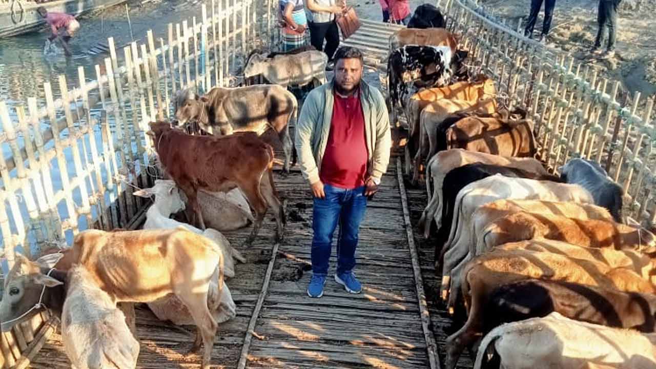 সুরমা নদী থেকে ৩১টি গরুসহ স্টিল নৌকা আটক