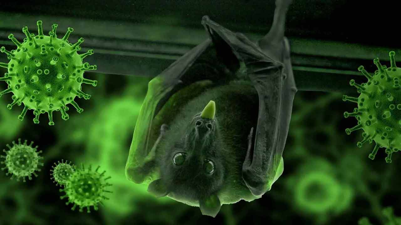 নওগাঁয় নিপাহ ভাইরাসে এক নারীর মৃত্যু