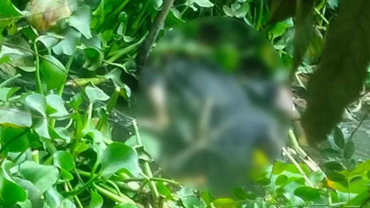 ছবি: দেশ টিভি