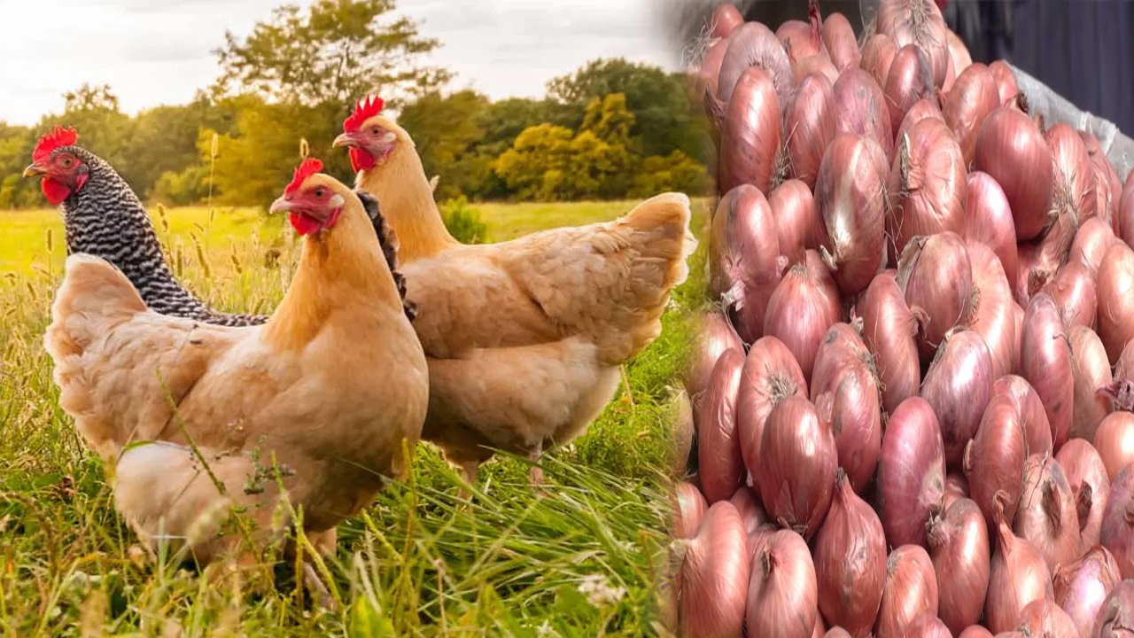 ভোটের ছুটিতে সরবরাহ কম: বাজারে চড়া মুরগি ও পেঁয়াজের দাম