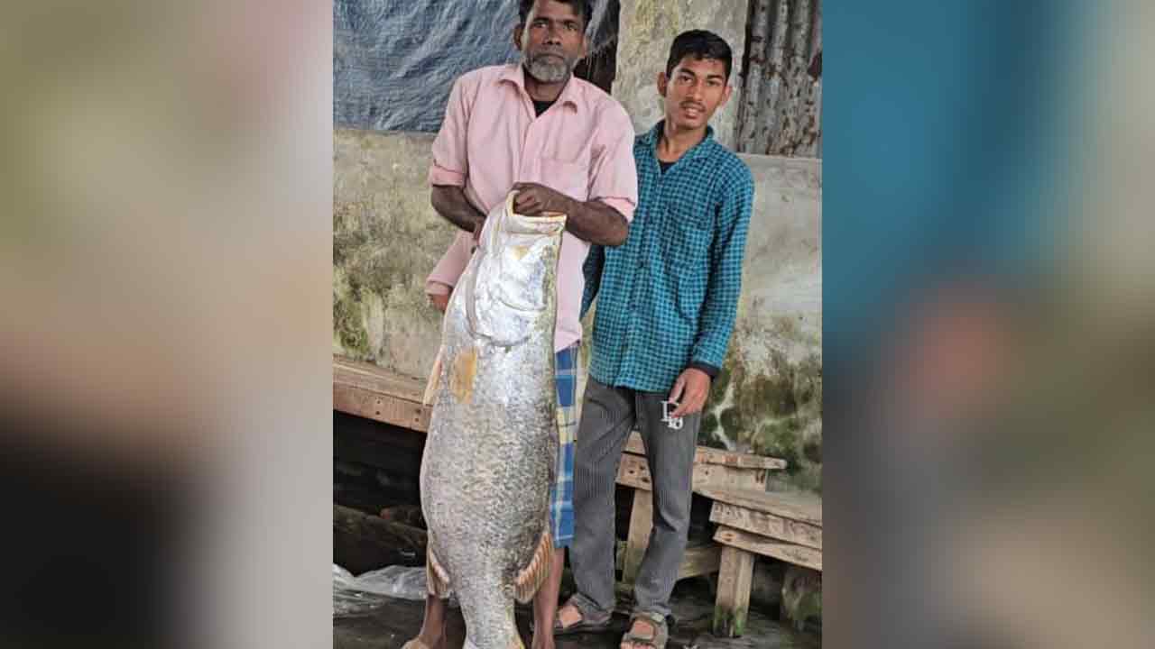 বরগুনায় জেলের জালে ২২ কেজির কোরাল, বিক্রি ১৯ হাজার টাকায়