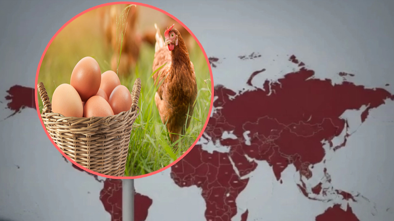 বাংলাদেশসহ ৪০ দেশের ডিম-মুরগি আমদানিতে সৌদির নিষেধাজ্ঞা