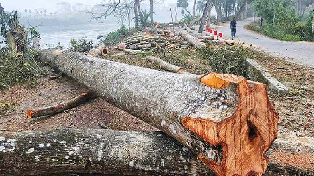 ১২০টি কাটার পর স্থগিত হলো প্রায় ২ হাজার গাছ কাটার প্রকল্প