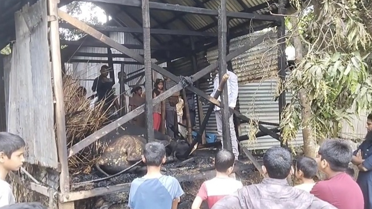 শিবচরে অগ্নিকাণ্ডে ২ গরু পুড়ে ছাই