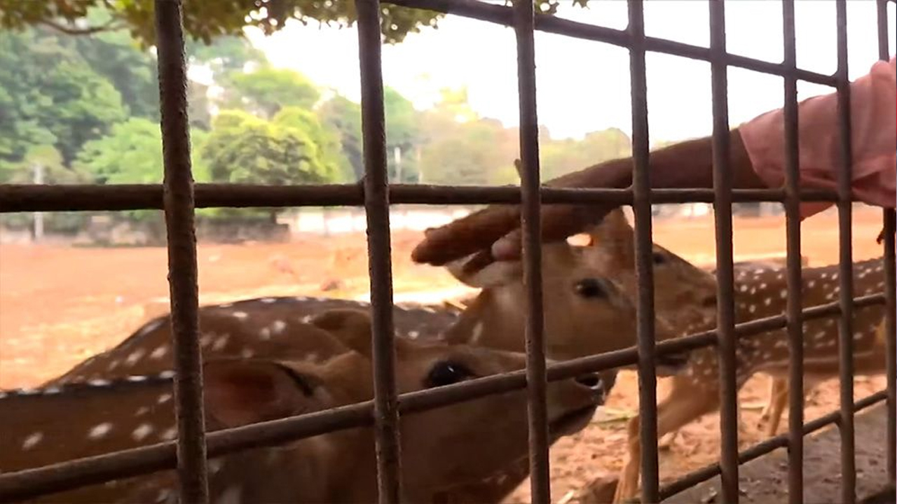 মিরপুর চিড়িয়াখানায় দর্শনার্থীদের ঢল