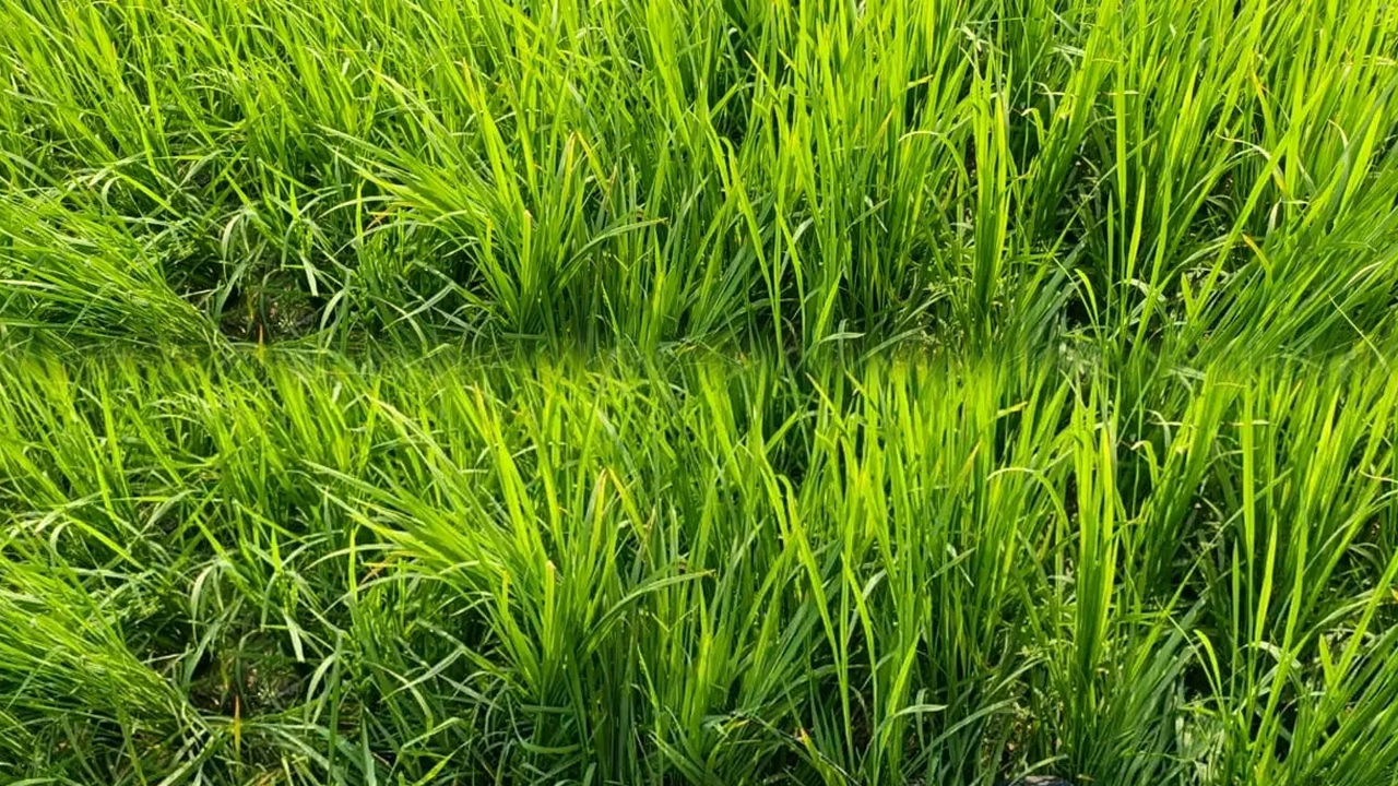 রাজবাড়ীতে ধানক্ষেত থেকে অজ্ঞাত যুবকের মরদেহ উদ্ধার