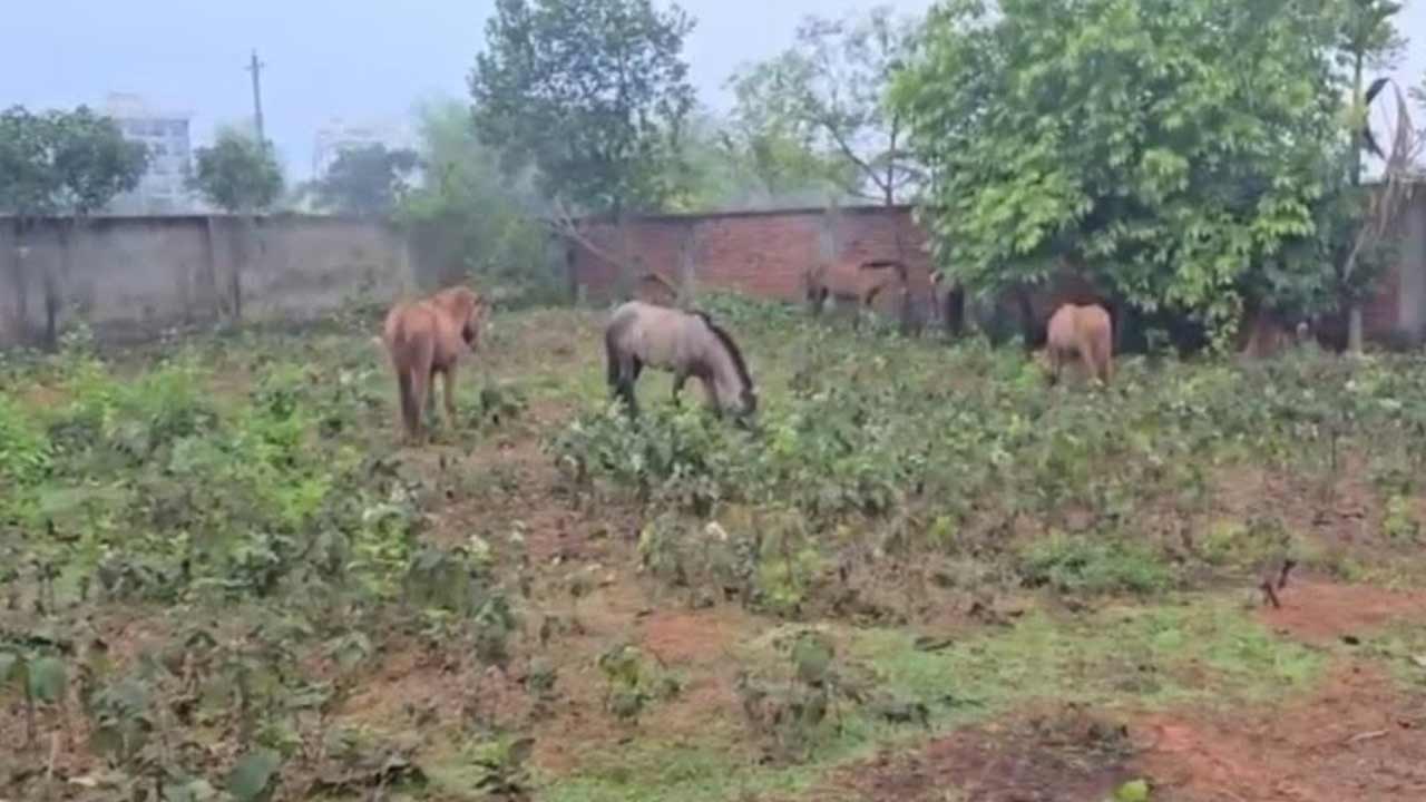 ছবি: দেশ টিভি