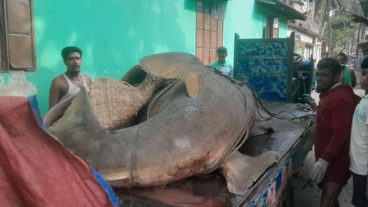 ছবি: দেশ টিভি