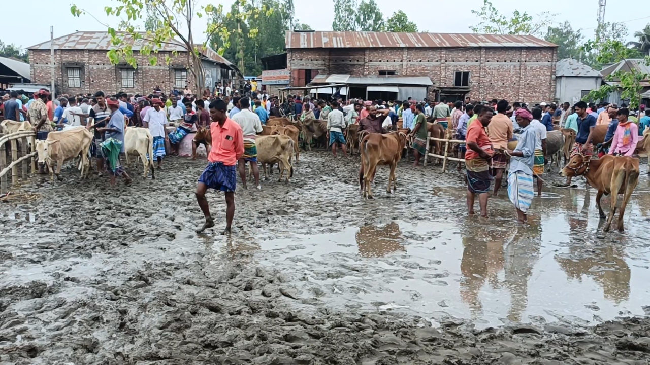 কুড়িগ্রামে গরুর হাটে কাঁদা পানিতে কোটি টাকার বেচাকেনা, চর্মরোগে আক্রান্ত ব্যবসায়ীরা