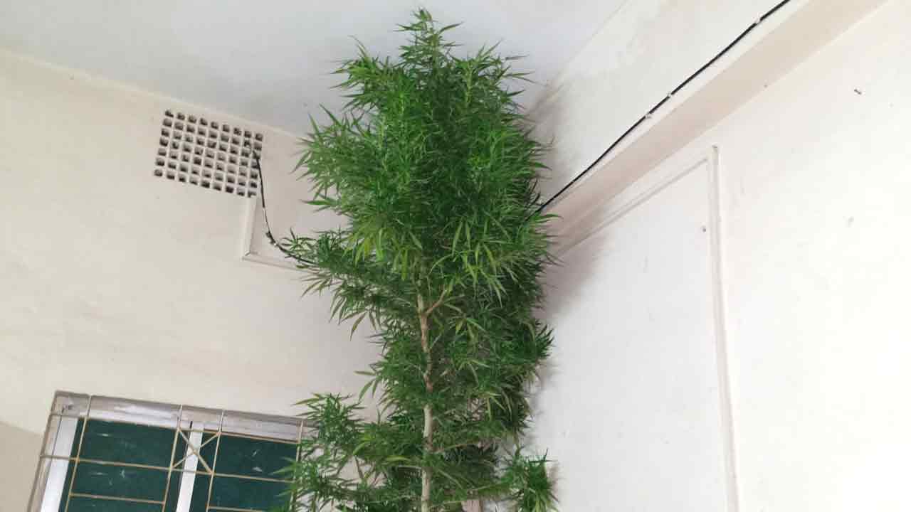 ছবি- দেশ টিভি