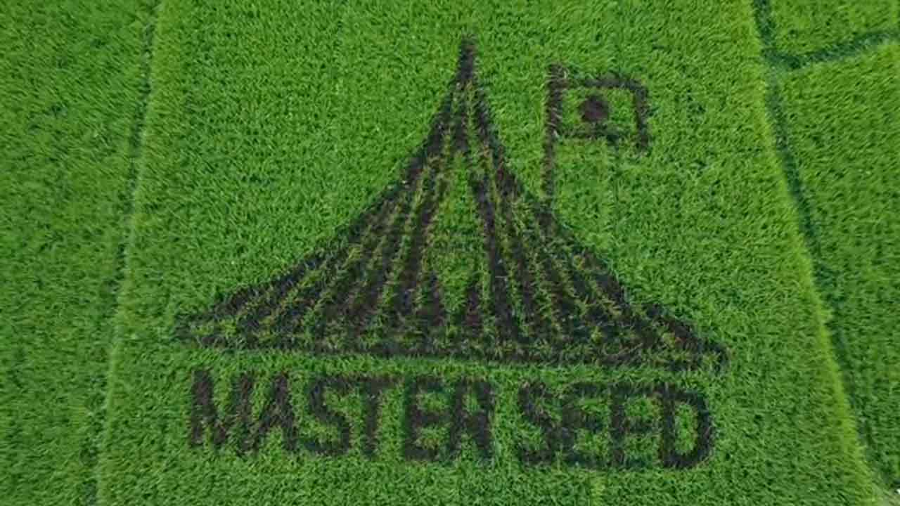 কুড়িগ্রামে ধানখেতে জাতীয় স্মৃতিসৌধের নকশা