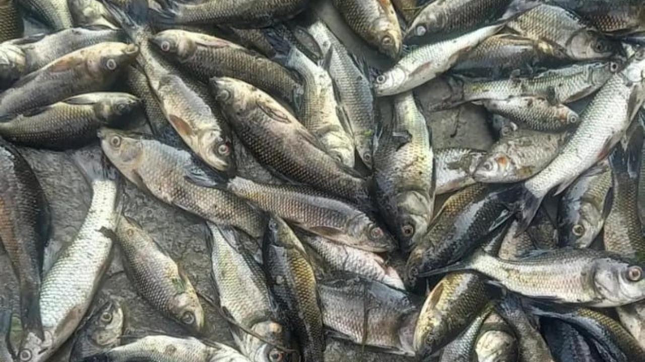 ছবি: দেশ টিভি