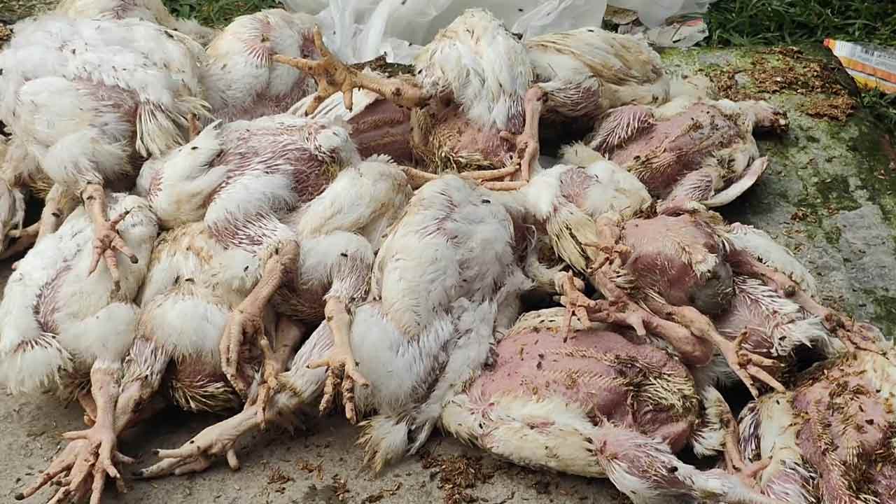 ছবি- দেশ টিভি