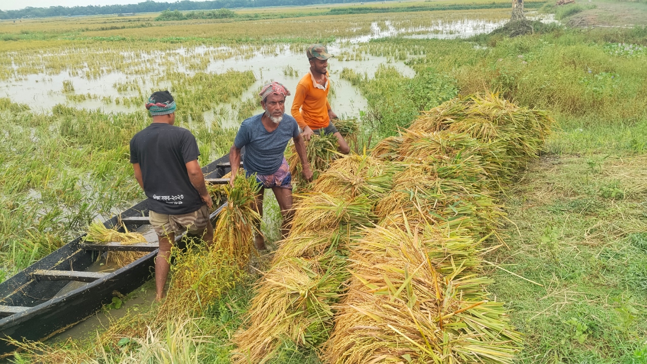 নেত্রকোনার হাওরাঞ্চলে বোরো ধান নিয়ে বিপাকে কৃষকরা