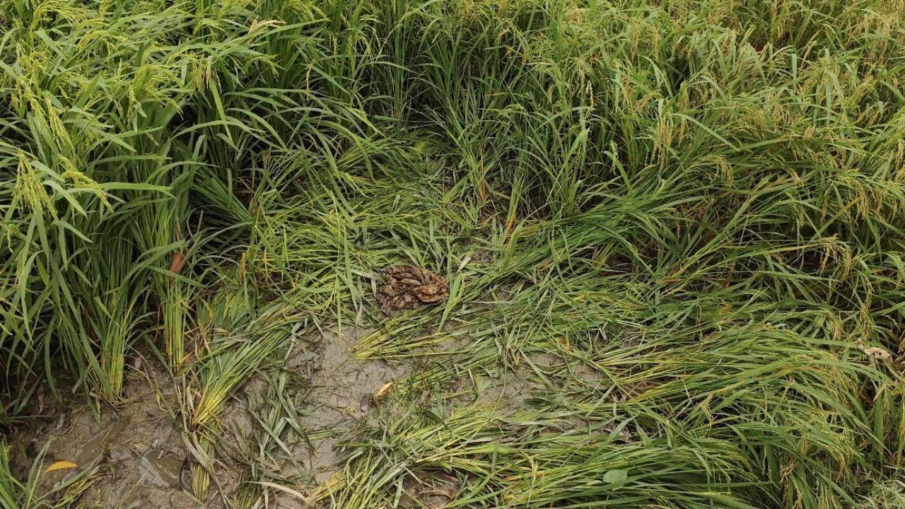 ভূঞাপুরে প্রতিবন্ধী তরুনীকে দলবেঁধে ধর্ষণ,&nbsp;ধানক্ষেত থেকে উদ্ধার&nbsp;