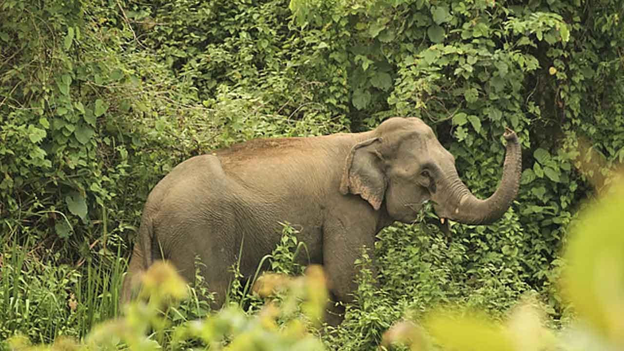 ফাইল ছবি