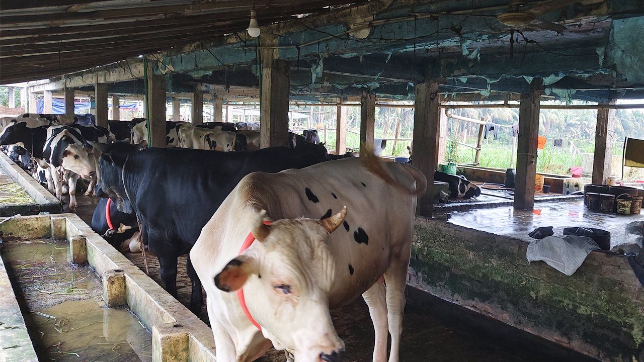 মুরাদনগরে কোরবানির জন্য প্রস্তুত ২২ হাজার পশু