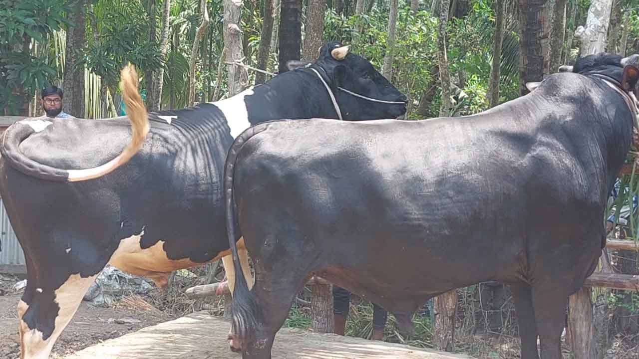 চাঁদপুরে কোরবানির জন্য প্রস্তুত &lsquo;শাহরাস্তির জোড়া কিং&rsquo;