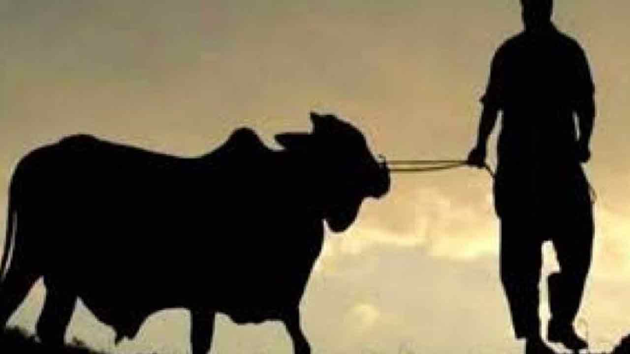 মেহেরপুরের কোরবানির হাটে আলোচনার কেন্দ্রে ১৩শ&rsquo; কেজির &lsquo;রাজা বাবু&rsquo;