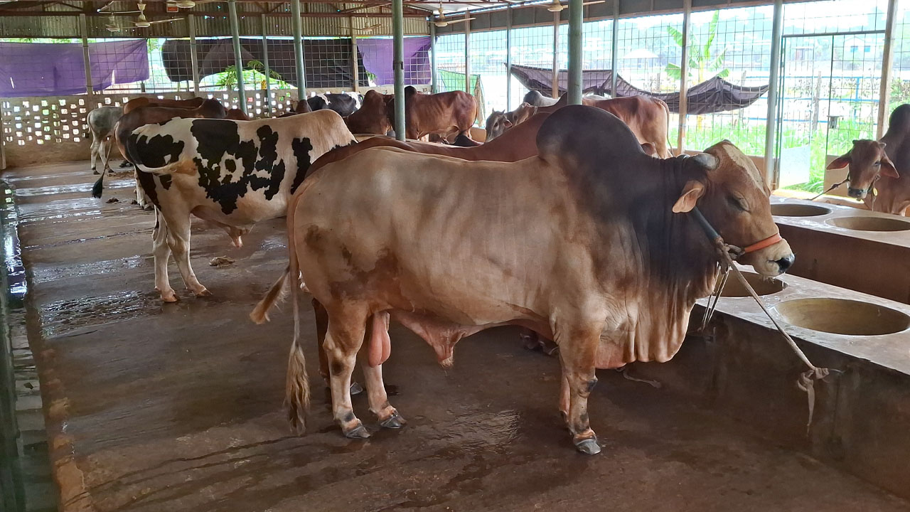 ছবি : দেশ টিভি