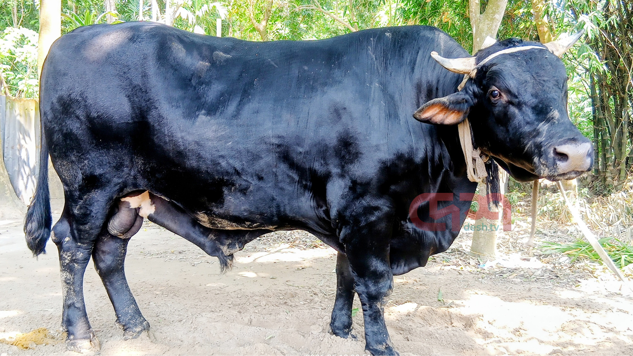২০ মণ ওজনের &lsquo;কালুকে&rsquo; নিয়ে চরম দুশ্চিন্তায় মালিক