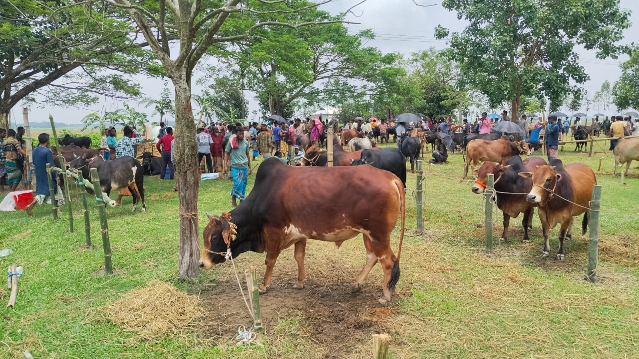নেত্রকোনায় ফসলহানির প্রভাব কোরবানির পশুরহাটে