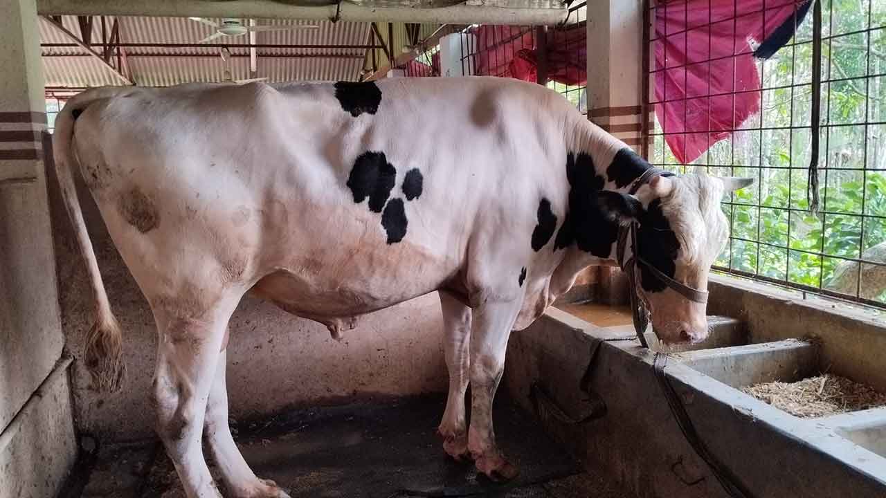 ডোনাল্ড ট্রাম্পের দাম ৯ লাখ টাকা