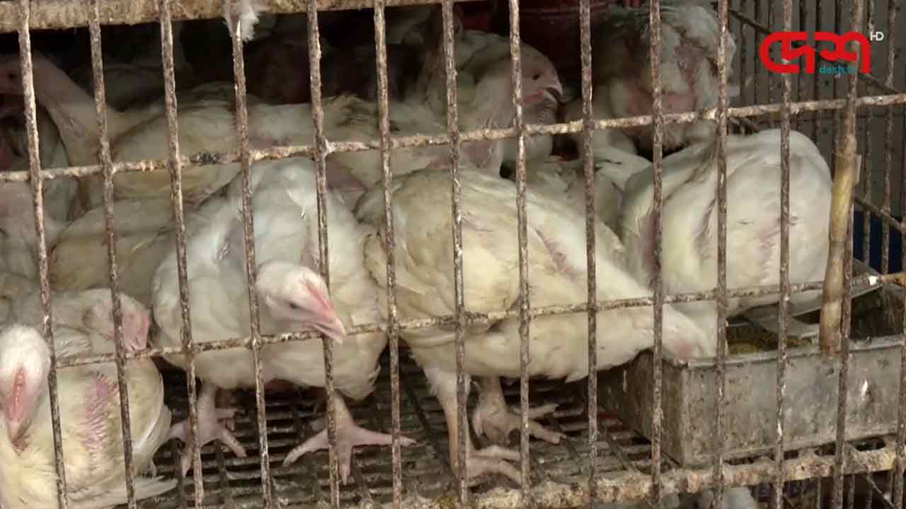 ঈদবাজার: মুরগির দাম বাড়লেও ডিমে স্বস্তি