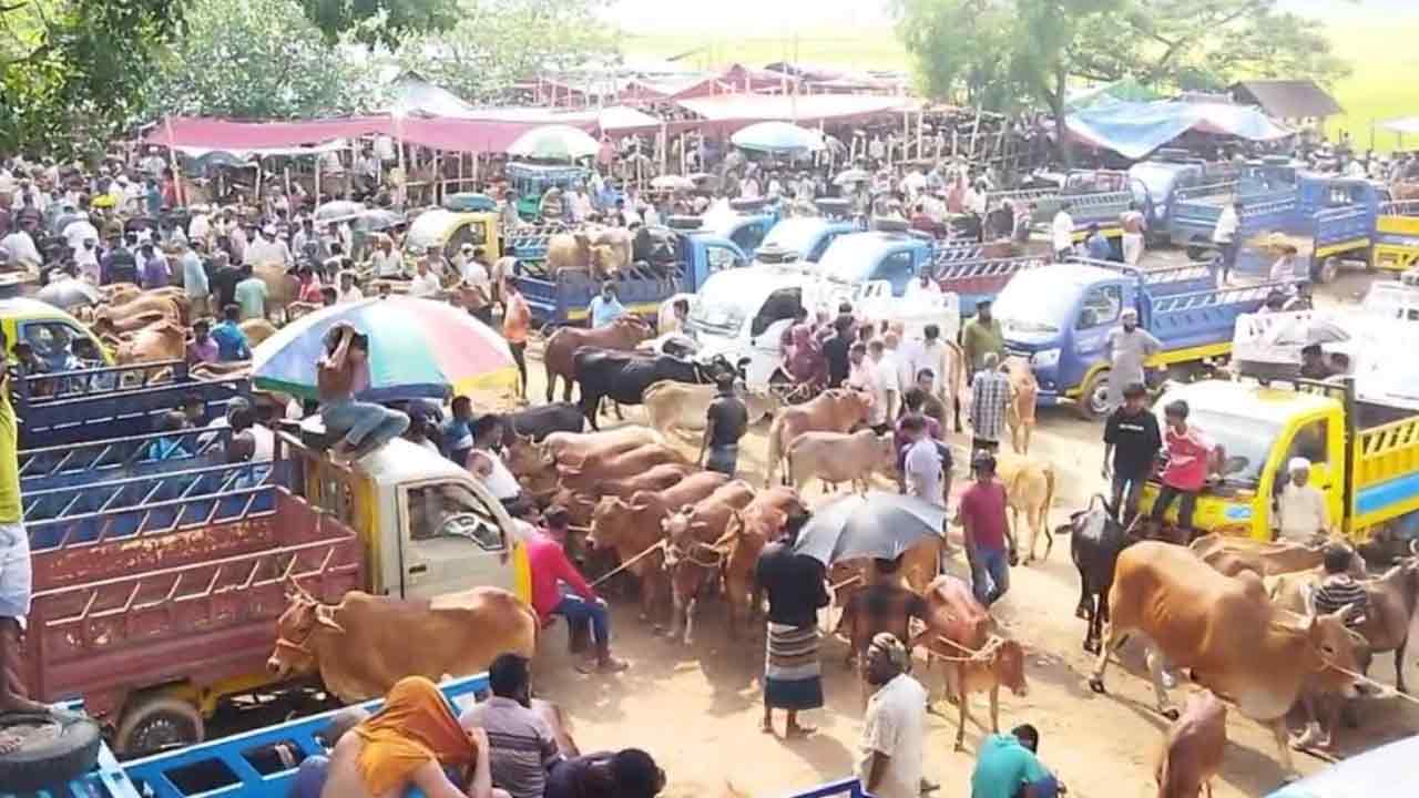 কুমিল্লায় ৪৩২টি পশুর হাটে বাড়তি নিরাপত্তা, চাহিদার চেয়ে ১২ হাজার বেশি গরু