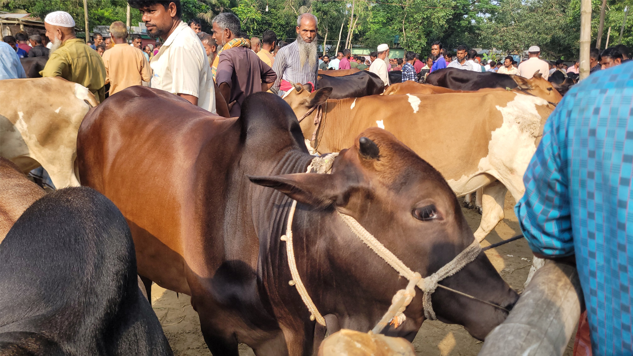 ভারত থেকে গরু আসার শঙ্কায় খামারিরা