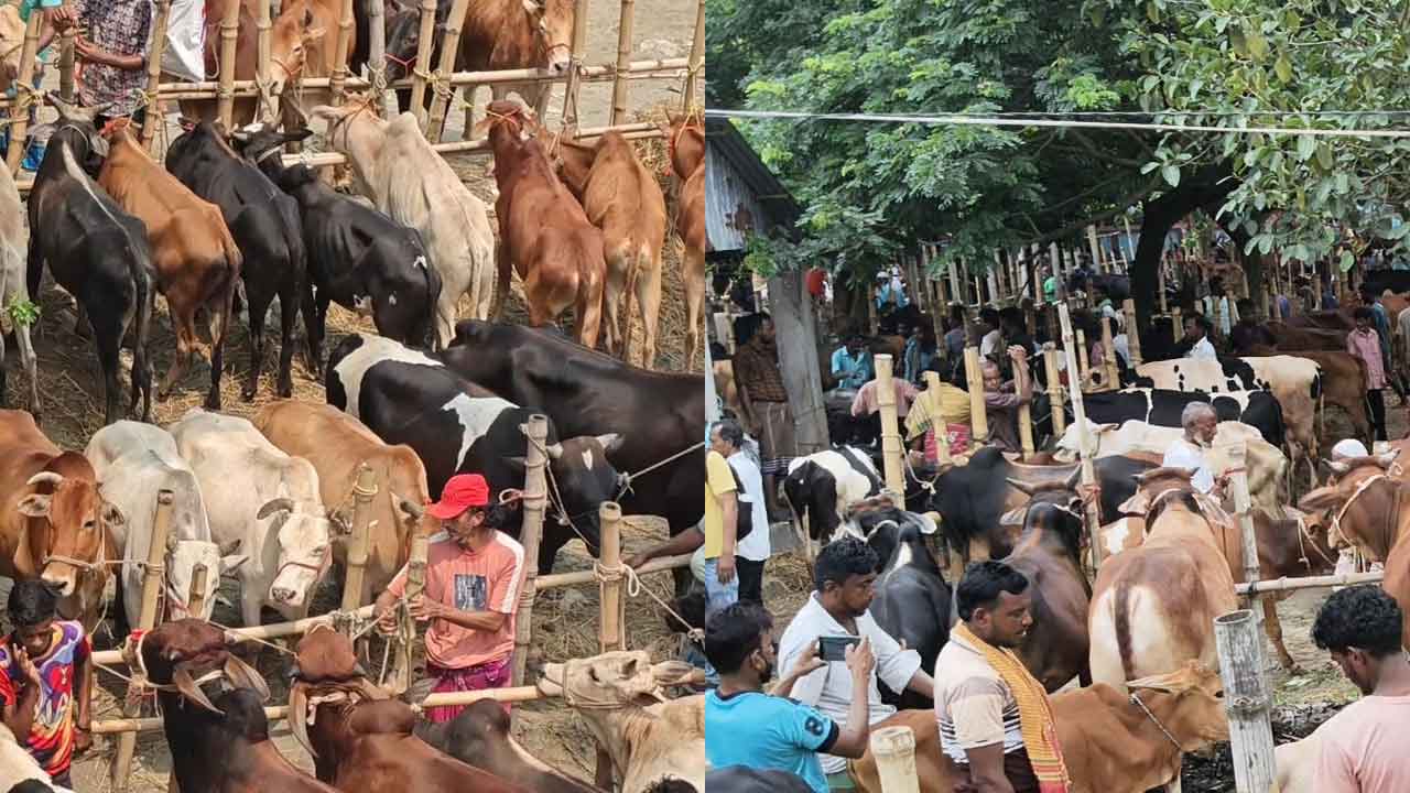 ব্রাহ্মণবাড়িয়ায় জমে উঠছে কোরবানির পশুর হাট