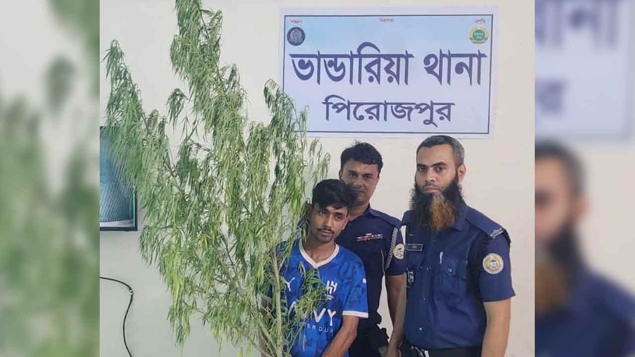 পিরোজপুরে গাঁজা গাছসহ মাদক কারবারি গ্রেপ্তার